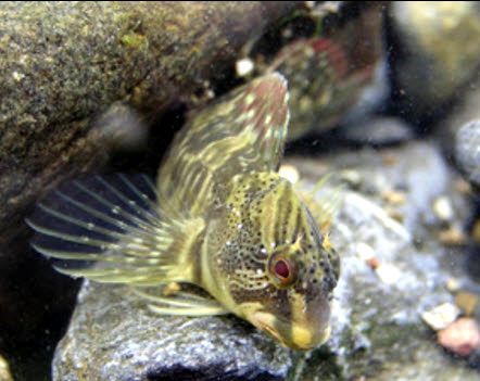 Salaria fluviatilis_02.jpg